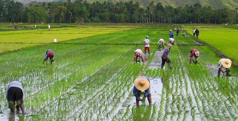 Industrial Rice Farming